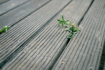Wooden texture closeup surface outdoors background