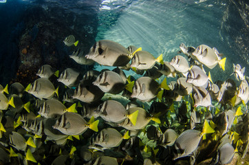 Fototapeta premium (Prionurus punctatus) Yellowtail Surgeonfish. reefs of the Sea of Cortez, Pacific ocean. Cabo Pulmo, Baja California Sur, Mexico.