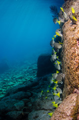 Fototapeta premium (Prionurus punctatus) Yellowtail Surgeonfish. reefs of the Sea of Cortez, Pacific ocean. Cabo Pulmo, Baja California Sur, Mexico.