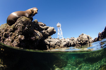 Californian sea lion (Zalophus californianus) swimming and playing in the reefs of los islotes in Espiritu Santo island at La paz,. Baja California Sur,Mexico.