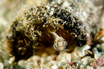 Blennys from the sea of cortez, mexico.