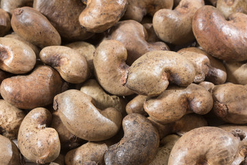Fototapeta na wymiar Cashew nut the fruit of memory - Anacardium occidentale