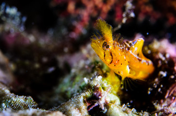Fototapeta premium Blennys from the sea of cortez, mexico.