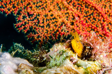 Fototapeta premium Blennys from the sea of cortez, mexico.