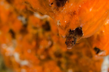 Fototapeta premium Blennys from the sea of cortez, mexico.