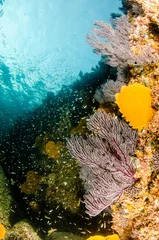 Coral reef scenics of the Sea of Cortez, Baja California Sur, Mexico.  © leonardogonzalez