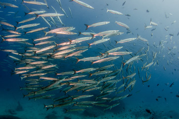 School of silver fish, Mexican Barracuda (Sphyraena ensis), coral reefs of Sea of Cortez, Pacific ocean. Cabo Pulmo National Park, Baja California Sur, Mexico. Cousteau named it The world's aquarium.