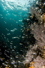 Coral reef scenics of the Sea of Cortez, Baja California Sur, Mexico. 