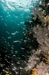 Coral reef scenics of the Sea of Cortez, Baja California Sur, Mexico.  © leonardogonzalez