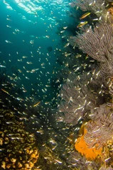 Coral reef scenics of the Sea of Cortez, Baja California Sur, Mexico.  © leonardogonzalez