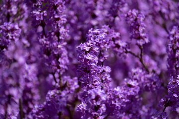 可憐できれいな紫色の花