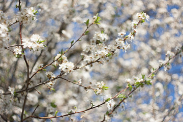 Fruit tree spring flowers (shallow depth of field)