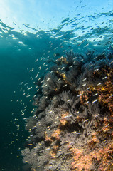 Coral reef scenics of the Sea of Cortez, Baja California Sur, Mexico. 