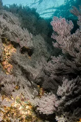Coral reef scenics of the Sea of Cortez, Baja California Sur, Mexico.  © leonardogonzalez
