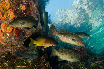Fototapeta premium Leopard grouper (Mycteroperca rosacea), in a shipwreck, reefs of the Sea of Cortez, Pacific ocean. Cabo Pulmo National Park, Baja California Sur, Mexico.
