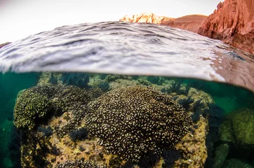 Coral reef scenics of the Sea of Cortez, Baja California Sur, Mexico.  © leonardogonzalez