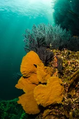Coral reef scenics of the Sea of Cortez, Baja California Sur, Mexico.  © leonardogonzalez