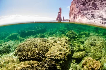 Korallenrifflandschaften des Meeres von Cortez, Baja California Sur, Mexiko. © leonardogonzalez
