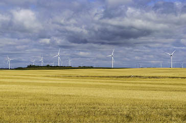 Windy Fields Of North Dakota