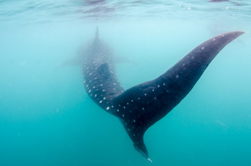 Fototapeta premium Whale Shark (rhincodon typus), the biggest fish in the ocean, a huge gentle plankton filterer giant, swimming near the surface. La Paz Baja California sur, Mexico.