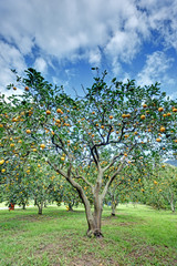Orange tree in orange farm. 