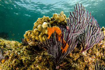 Pacific Sea Horse in the reefs of the sea of cortez in Baja California Sur, Mexico. © leonardogonzalez