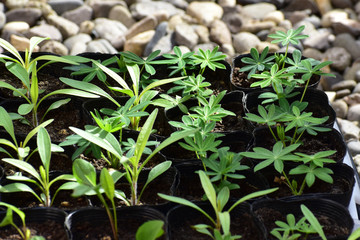 植え付けを待つ苗たち