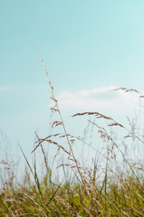 Obraz premium Tall Wild Grasses under Aqua Blue Sky in Summer