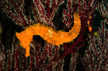 Fototapeta premium Pacific Sea Horse in the reefs of the sea of cortez in Baja California Sur, Mexico.