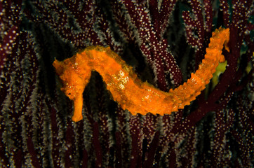 Fototapeta premium Pacific Sea Horse in the reefs of the sea of cortez in Baja California Sur, Mexico.