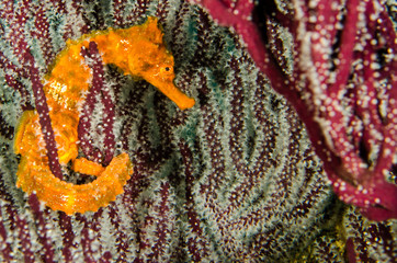 Fototapeta premium Pacific Sea Horse in the reefs of the sea of cortez in Baja California Sur, Mexico.
