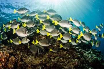 Fototapeta premium (Prionurus punctatus) Yellowtail Surgeonfish. reefs of the Sea of Cortez, Pacific ocean. Cabo Pulmo, Baja California Sur, Mexico.