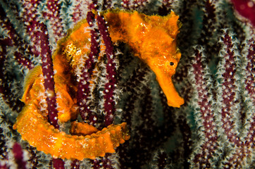Fototapeta premium Pacific Sea Horse in the reefs of the sea of cortez in Baja California Sur, Mexico.