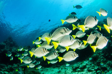 Fototapeta premium (Prionurus punctatus) Yellowtail Surgeonfish. reefs of the Sea of Cortez, Pacific ocean. Cabo Pulmo, Baja California Sur, Mexico.
