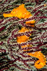 Fototapeta premium Pacific Sea Horse in the reefs of the sea of cortez in Baja California Sur, Mexico.