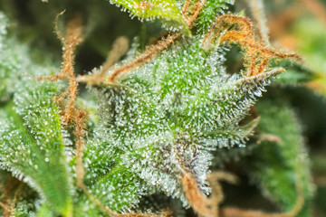 buds of medicinal marijuana. Concepts of legalizing herbs weed, buds cannabis sugar trichomes cbd...