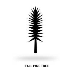 tall pine tree silhouette isolated on white background