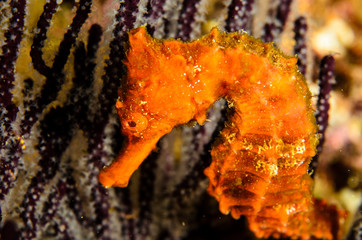 Fototapeta premium Pacific Sea Horse in the reefs of the sea of cortez in Baja California Sur, Mexico.