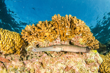 Fototapeta premium Reef trumpetfish. reefs of the Sea of Cortez, Pacific ocean. Cabo Pulmo, Baja California Sur, Mexico. 