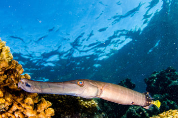 Fototapeta premium Reef trumpetfish. reefs of the Sea of Cortez, Pacific ocean. Cabo Pulmo, Baja California Sur, Mexico. 