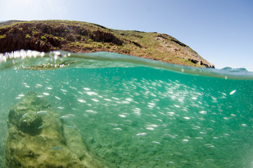 Sardine bait ball off the mexican coast.