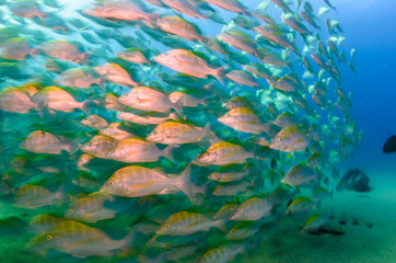 Fototapeta premium Graybar grunt (Haemulon sexfasciatus), forming a school in a shipwreck, reefs of Sea of Cortez, Pacific ocean. Cabo Pulmo, Baja California Sur, Mexico.