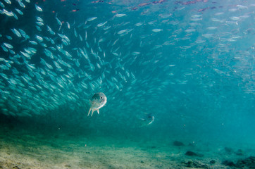 Fototapeta premium Sardine bait ball off the mexican coast.