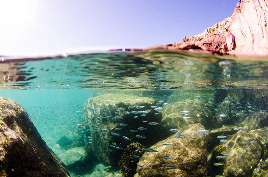 Fototapeta Coral reef scenics of the Sea of Cortez, Baja California Sur, Mexico. 