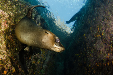 Californian sea lion (Zalophus californianus) swimming and playing in the reefs of los islotes in Espiritu Santo island at La paz,The world's aquarium. Baja California Sur,Mexico.
