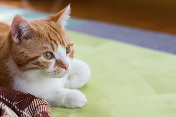 こたつの横でマッタリする茶白ネコ