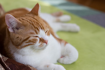 こたつの横でマッタリする茶白ネコ