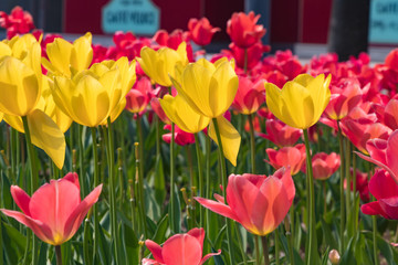 色とりどりのチューリップ　国際展示場