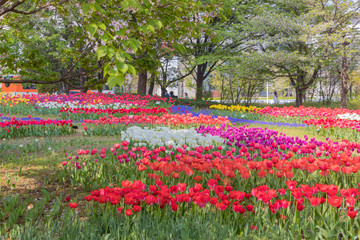 色とりどりのチューリップ