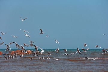 The seagulls fly at sea